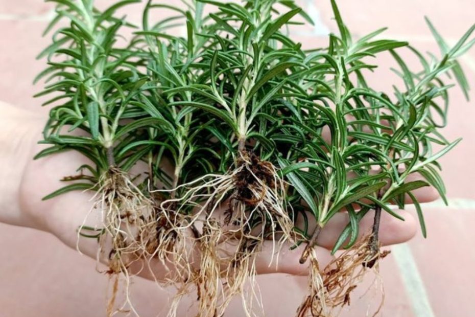 Aprenda a cultivar plantas de alecrim a partir de estacas passo a passo